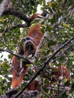 This handout picture from the Sumatran Orangutan Conservation Programme (SOCP) taken on 11 August 2018 shows a Tapanuli orangutan in the Batang Toru rainforest, its only known habitat, on Sumatra island. A billion-dollar hydroelectric dam development in Indonesia that threatens the habitat of the world`s rarest great ape has sparked fresh concerns about the impact of China`s globe-spanning infrastructure drive. Photo: AFP