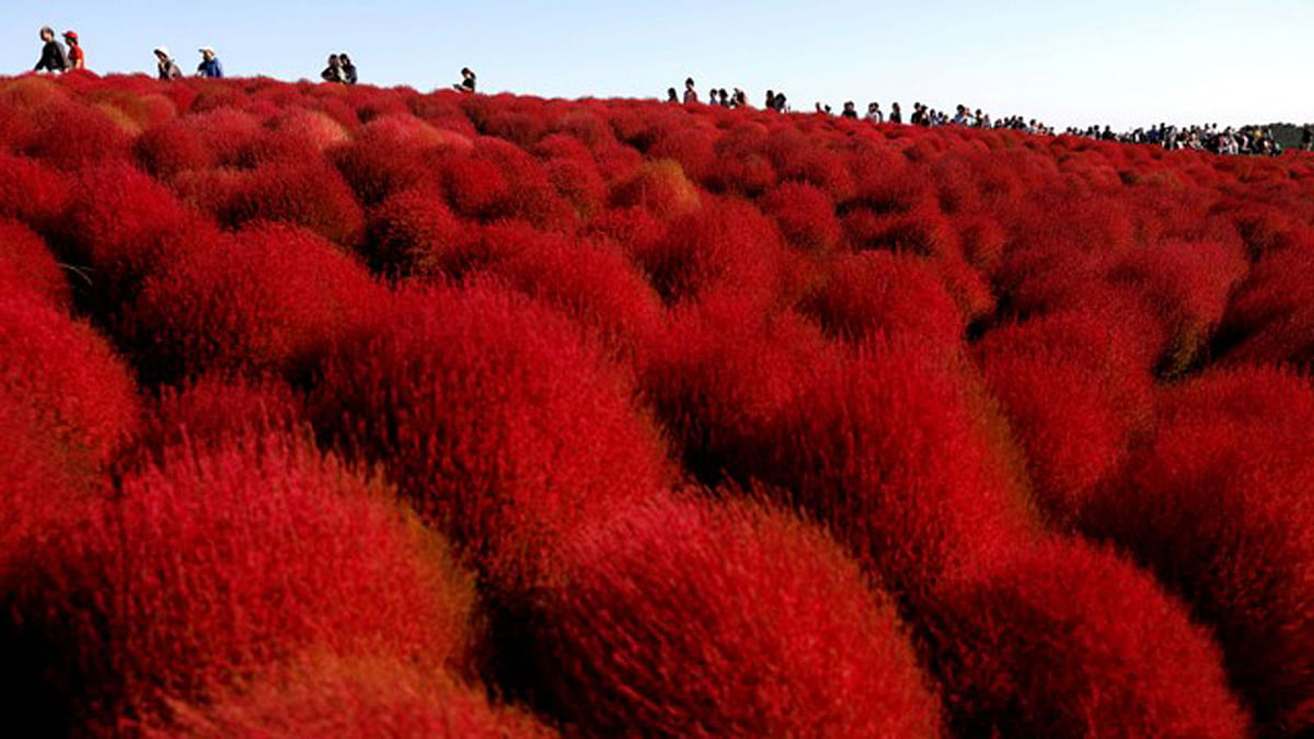 People walk in a field of fireweed, or Kochia scoparia, at the Hitachi Seaside Park in Hitachinaka, Japan, 22 October 2018. Fireweed is a grass bush that takes on a bright red colour in autumn. Photo: Reuters