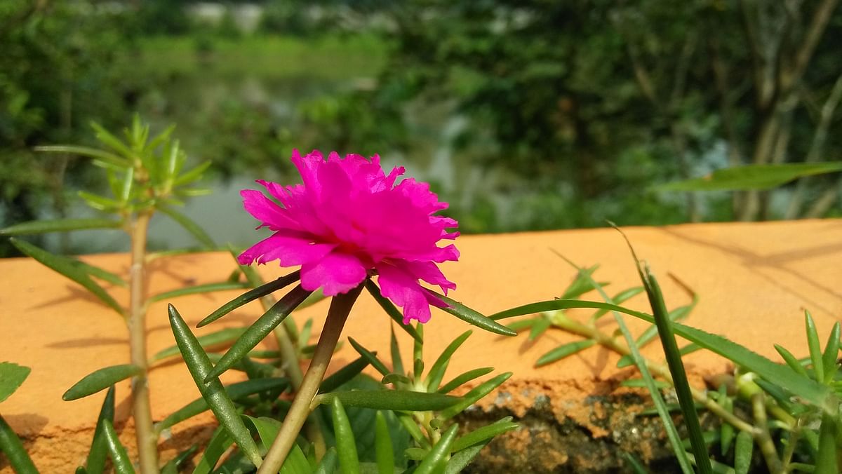 Portulaca grandiflora commonly known as 10 o`clock flower blooms at the central Eidgah Maidan in Raiganj, Sirajganj on 26 October. Photo: Sajedul Alam
