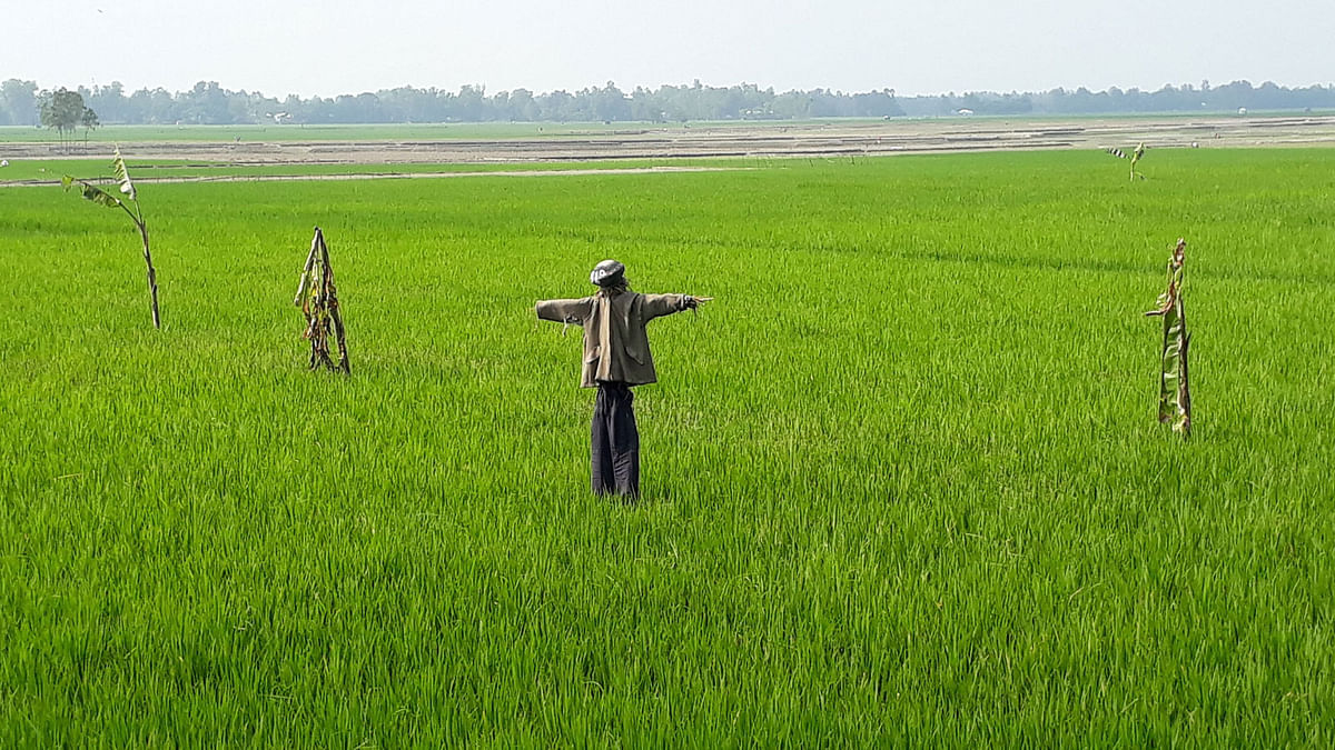A scarecrow set up in the rice fields in Horgati, Nalka in Raiganj upazila of Sirajganj on 28 October. Photo: Sajedul Alam