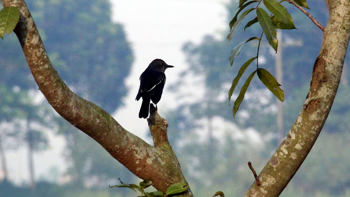 A magpie perched on a branch at Bhatbaur, Manikganj on 31 October. Photo: Abdul Momin
