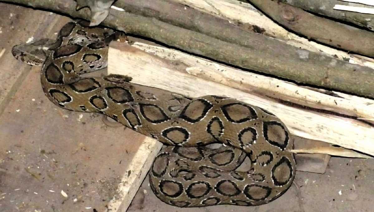 A Russell Viper snake is captured in Bhola. Photo: UNB.