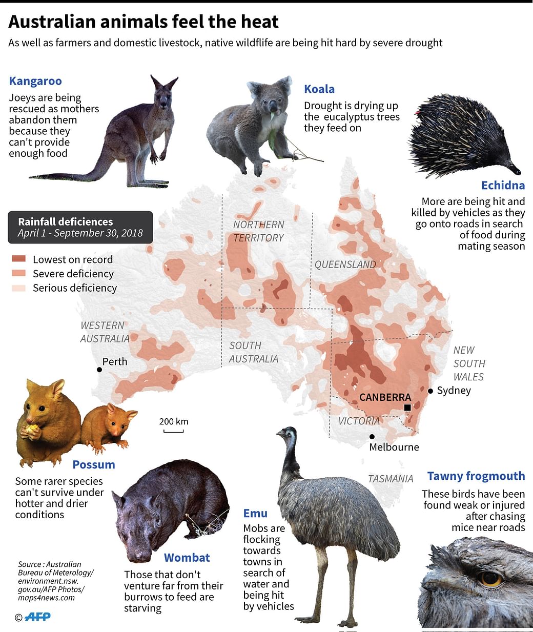 Australia wild animals struggling to adapt to crippling drought | Prothom Alo Australia wild animals struggling to adapt to crippling drought | Prothom Alo