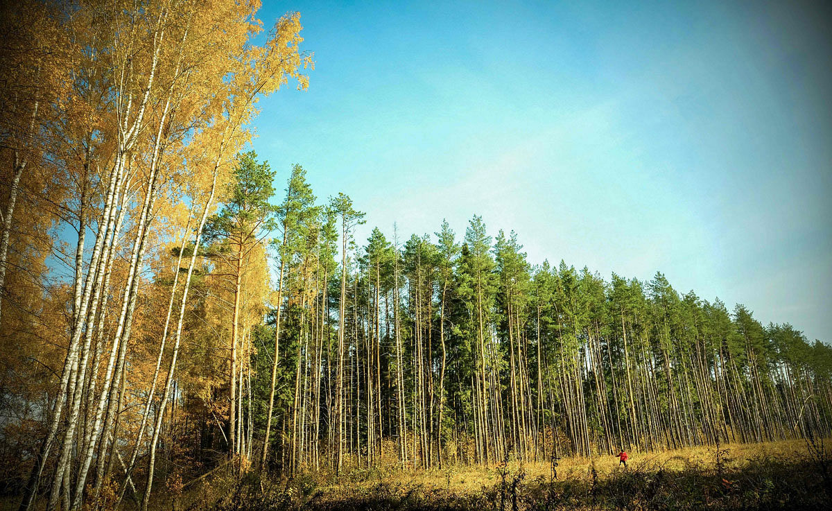In this file photo taken on 14 October 2018 a woman walks past a forest edge outside Moscow. Photo: AFP
