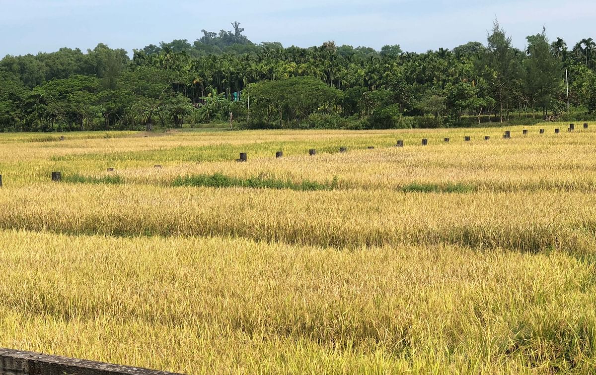 Abdul Quddus has captured rice fields of Chhepatkhali, Ukhia in Cox’s Bazar on 4 November.