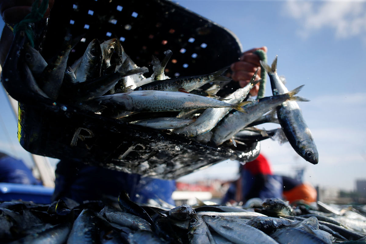 A fisherman unloads sardines at the port in Matosinhos, Portugal, 28 May 2018. Photo: Reuters