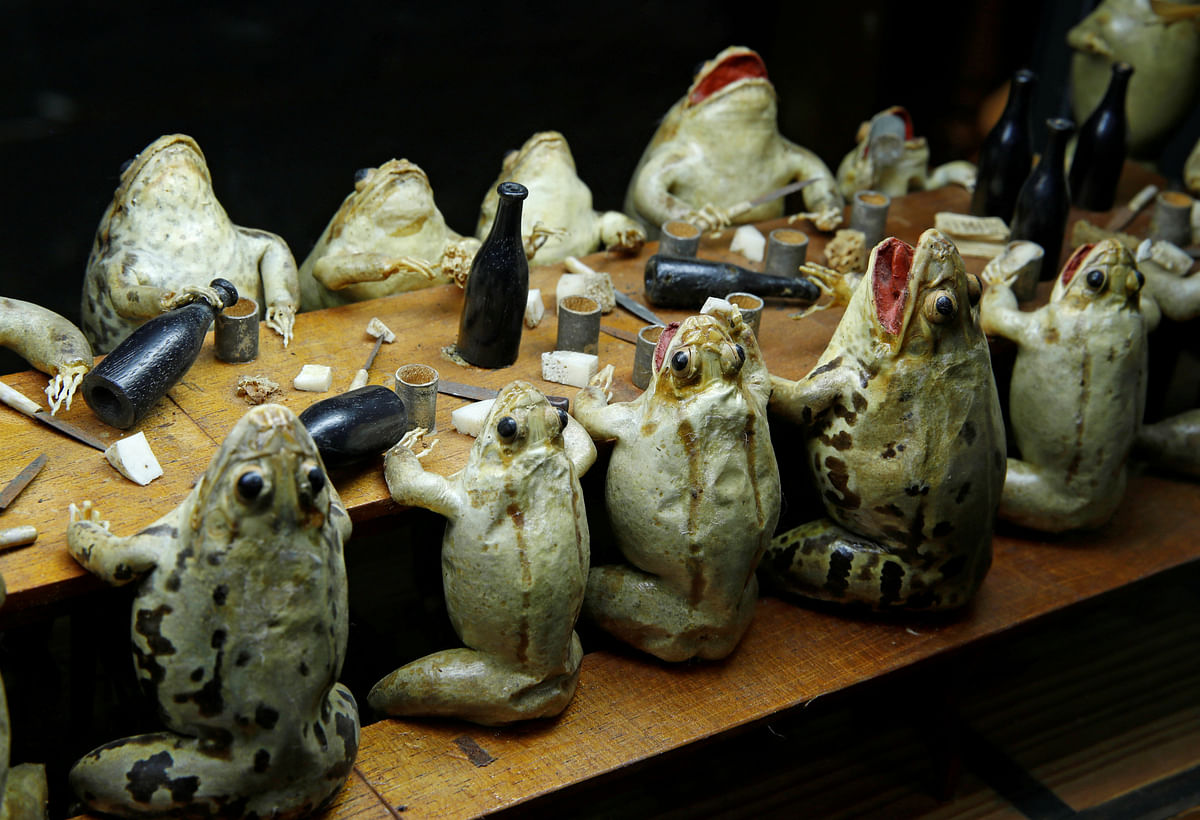 Frogs representing eating at an electorate diner are pictured at the Frog Museum, a collection of 108 stuffed frogs in scenes portraying everyday life in the 19th-century and made by Francois Perrier, in Estavayer-le-Lac, Switzerland on 7 November 2018. Photo: Reuters