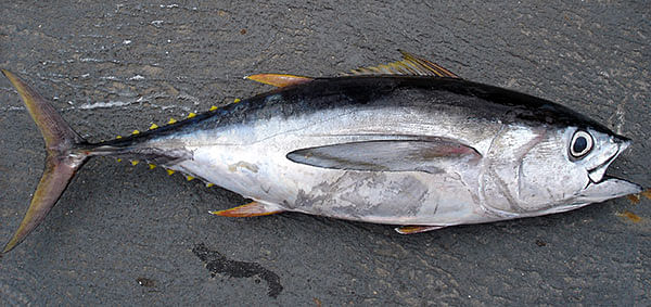 Bigeye tuna. Photo: Collected