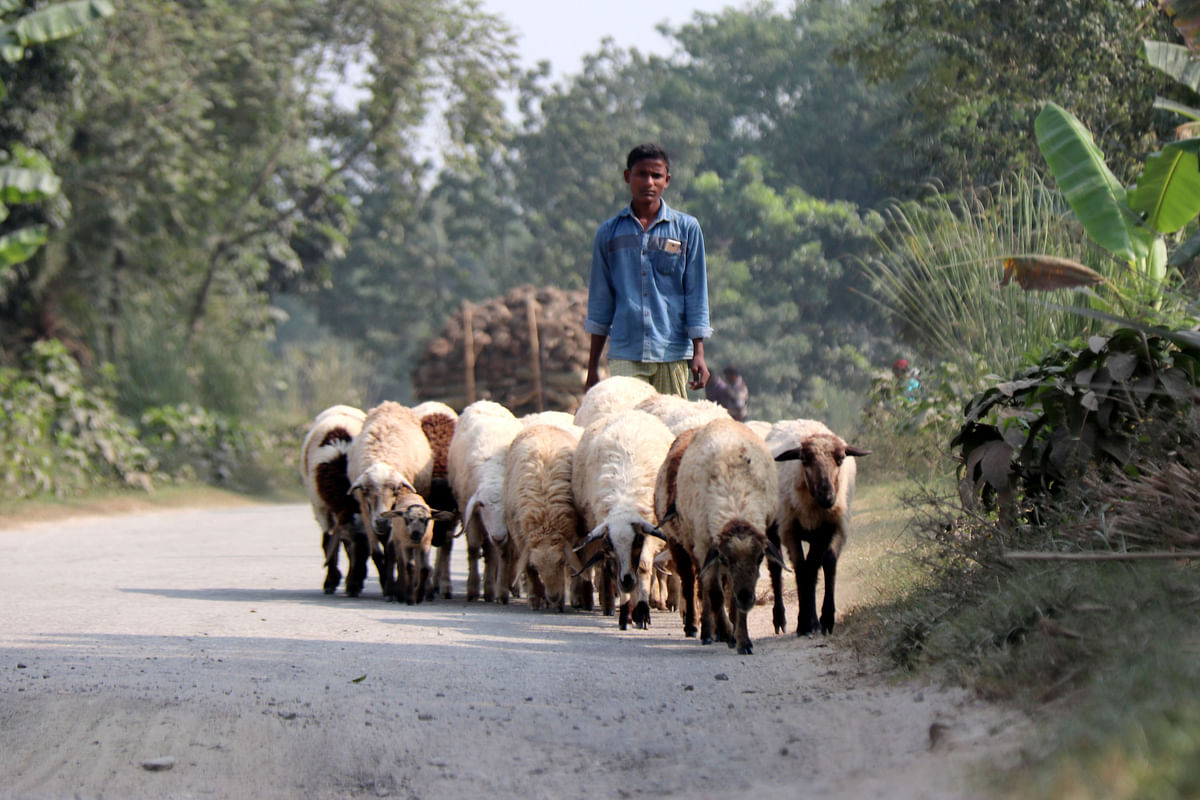 A boy takes a herd of sheep for a grazing in the fields at Fakir Market, Lakshmikunda, Ishwardi in Pabna on 10 November. Photo: Hassan Mahmud