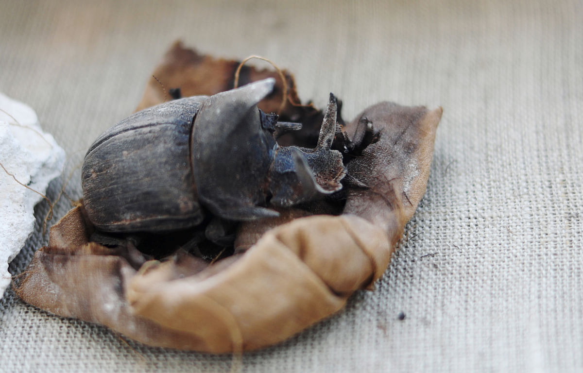 A mummified scarab inside the tomb of Khufu-Imhat on display, at the Saqqara area near its necropolis, in Giza, Egypt on 10 November 2018. Photo: Reuters