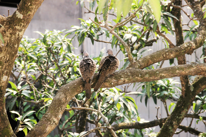 Two doves perched on a mango tree branch in the winter morning at Mazampur, Kushtia. 11 November. Photo: Touhidi Hassan