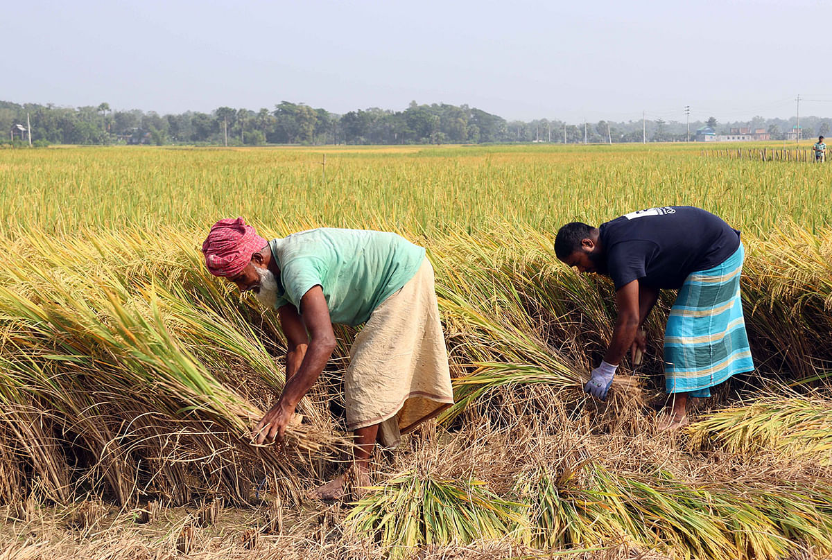 Farmers harvesting rice in Ramchandrapur, Adarsha sadar upazila in Cumilla on 11 November. Photo: Prothom Alo