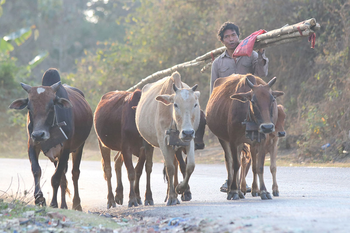A man returns from the hills with his herd of cattle at Hridoye Memberpara, Matiranga in Khagrachhari on 11 November. Photo: Nerob Chowdhury