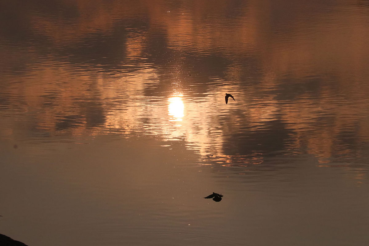 A dove hovers over the river Surma during sunrise at Chandighat, Sylhet on 12 November. Photo: Anis Mahmud