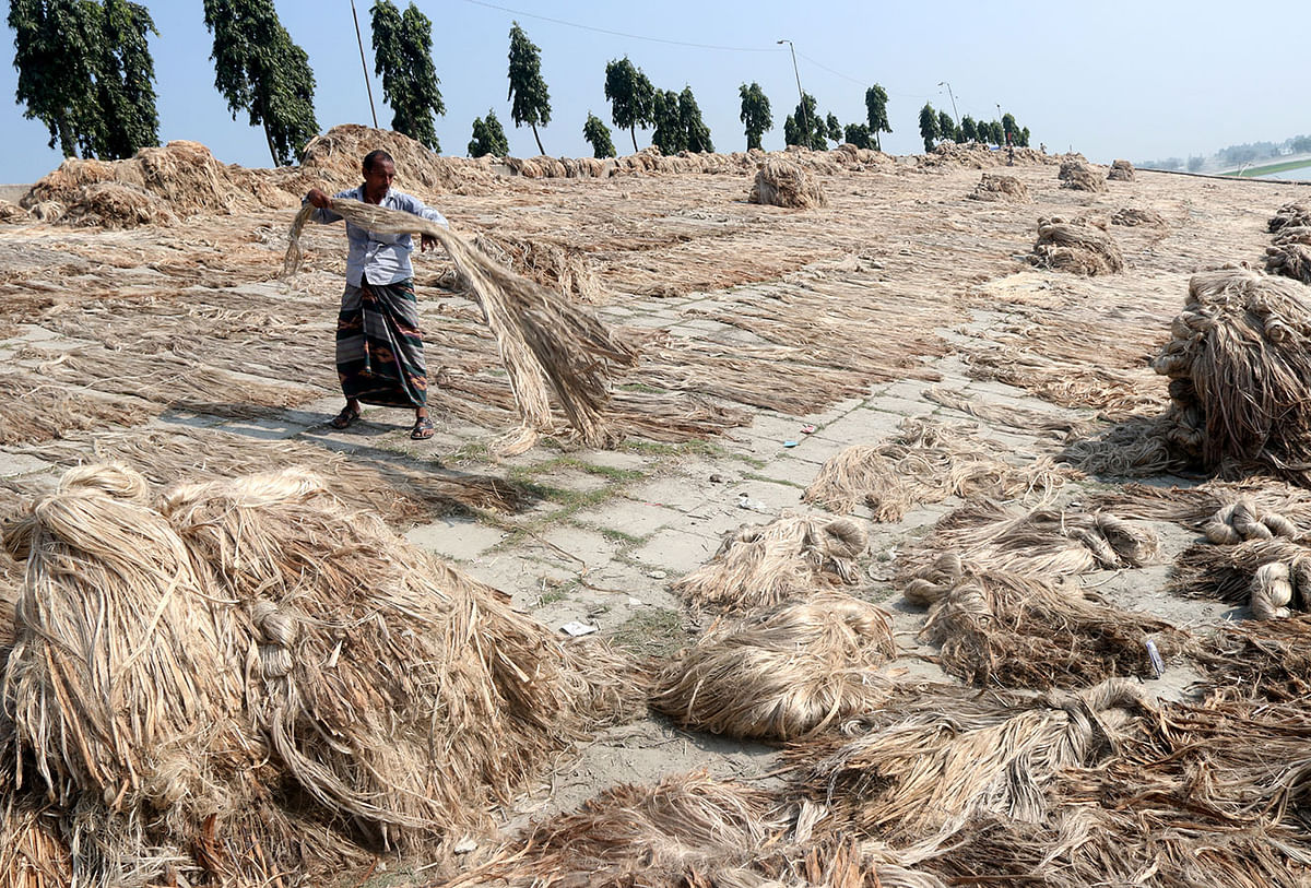 Jute being dried on the banks of Jamuna at Kalitola Growen dam, Sariakandi, Bogura on 13 November. Photo: Soel Rana