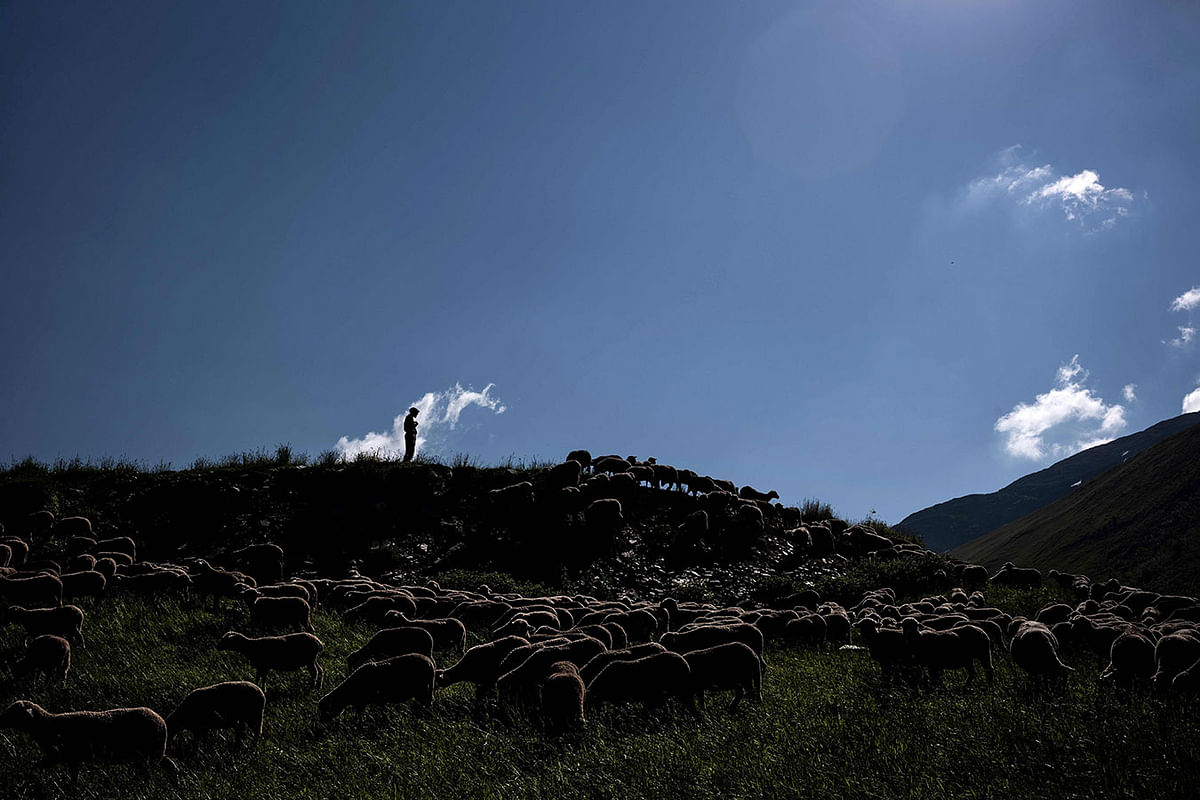 French shepherd Gaetan Meme, 24-years-old, looks over a flock of sheep, 21 on June, 2018, along the Alpine pastures in the mountains near the Col du Glandon, in the French Alps. Gaetan shepherds a flock of 1,300 sheep in the Alpine pastures from June to October. Photo: AFP