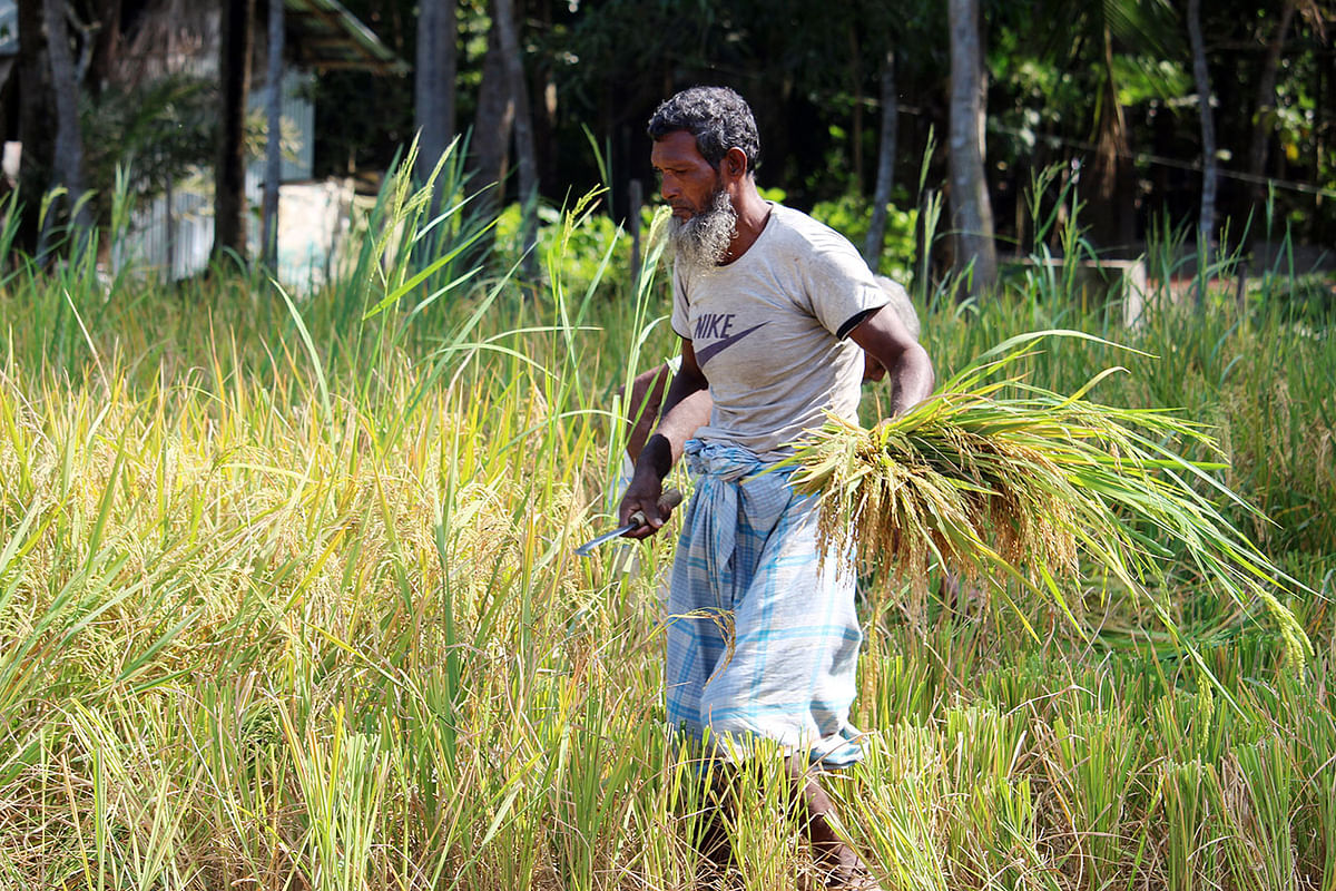 A farmer harvests rice at Daulatkhan, Bhola on 13 November. Photo: Neyamatullah