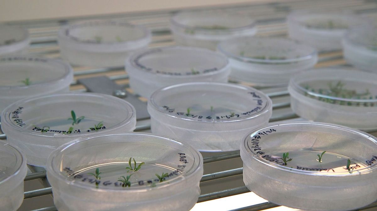 This 27 September 2018 photo shows petri dishes with citrus seedlings that are used for gene editing research at the University of Florida in Lake Alfred, Fla. Photo: AP