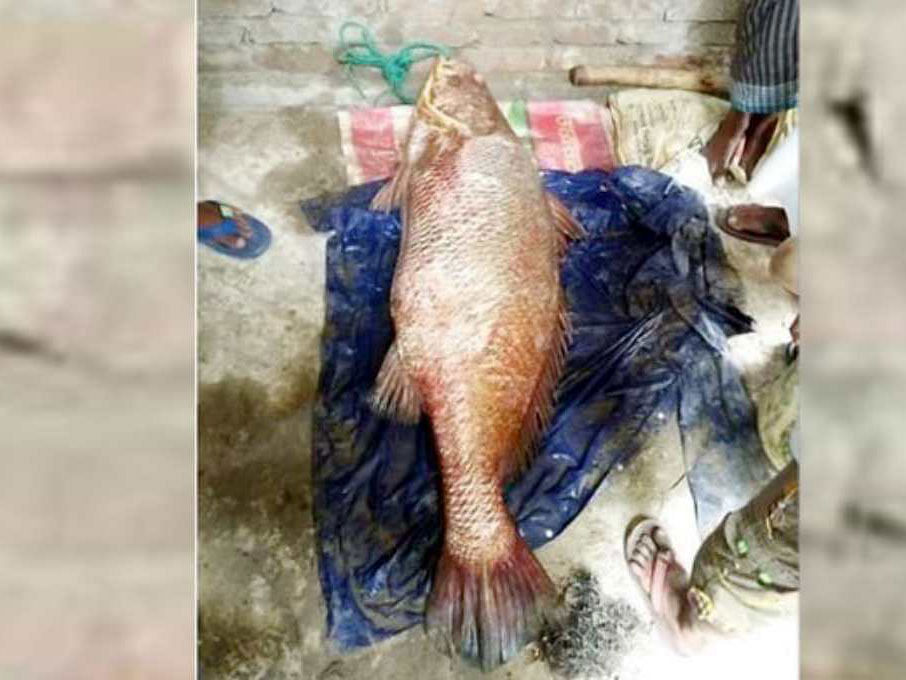 Fishermen catch a giant Jew fish (locally known as Poa) weighing 34.5 kg from the Saint Martin`s channel in Teknaf upazila. Photo: UNB