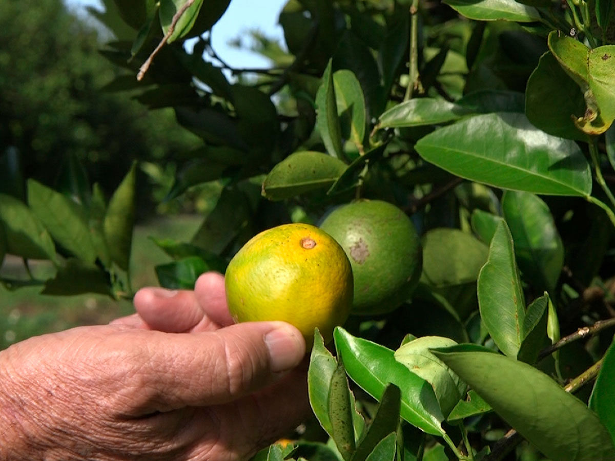 Fred Gmitter, a geneticist at the University of Florida Citrus Research and Education Center, holds an orange affected by citrus greening disease at a grove in Fort Meade, Fla. on 27 September, 2018. Photo: AP