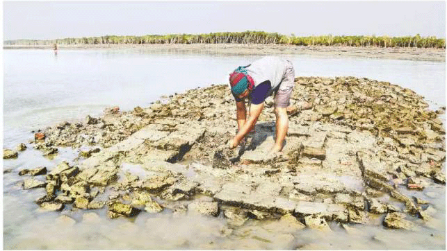 Archaeologist Mohammad Sohrabuddin of Comilla University is busy excavating settlement traces in the Sundarbans that might be around 1,500 years old. Photo: Ehsan-ud-Daula