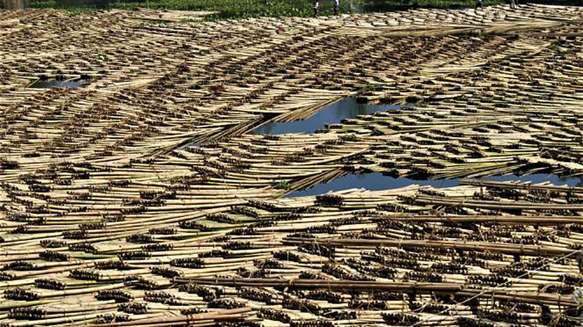 Bamboo rafts on Kaptai Lake,Rangamati on 17 November. Photo: Supriya Chakma.