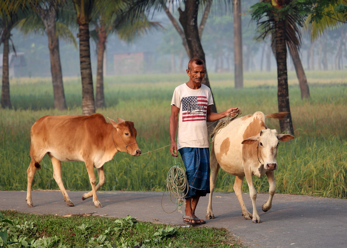 A farmer takes his cattle for grazing grass at Char Nowabad, Bhola on 19 November. Photo: Neyamatullah