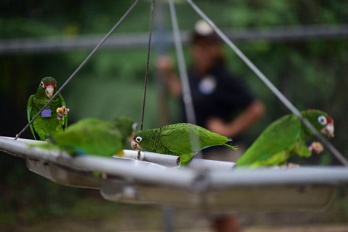 In this 6 November, 2018 photo, Puerto Rican parrots feast inside one of the flying cages in the Iguaca Aviary at El Yunque, were the US. Photo: AP