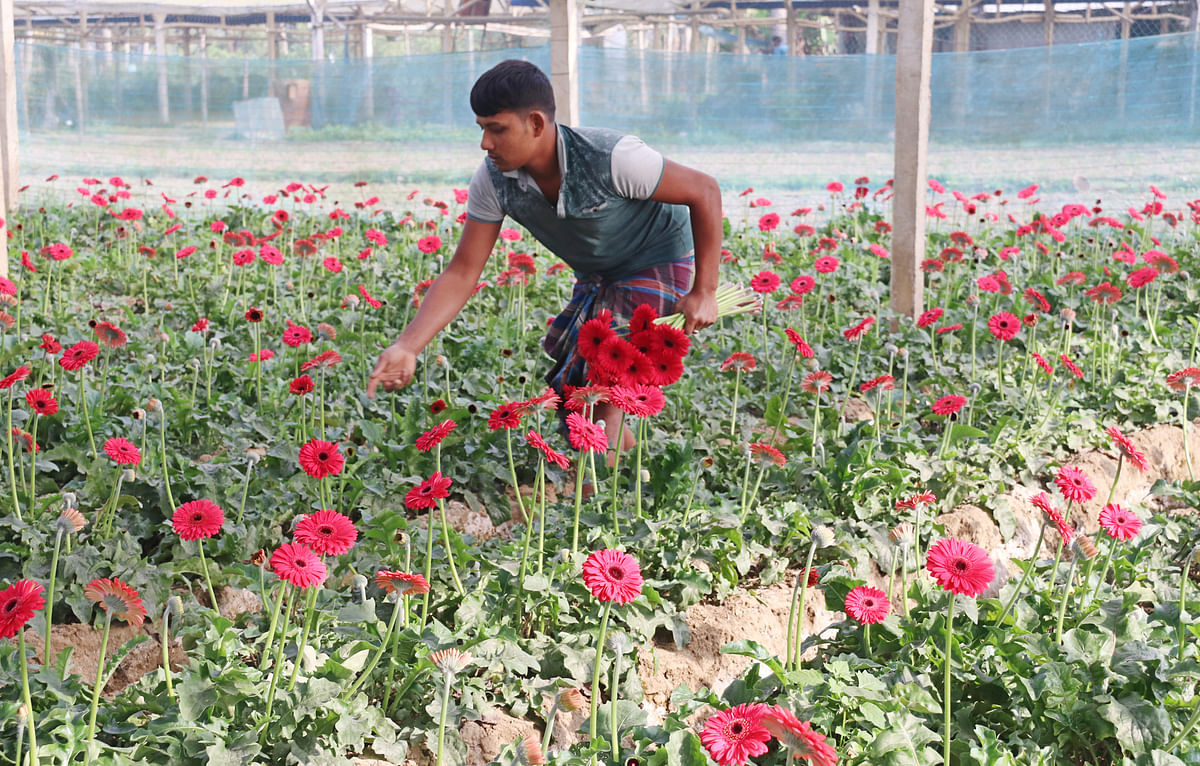 A farmer collecting gerbera flowers in the village of Haria from Gadkhali in Jashore on 20 November. Photo: Ehsan-Ud-Doula
