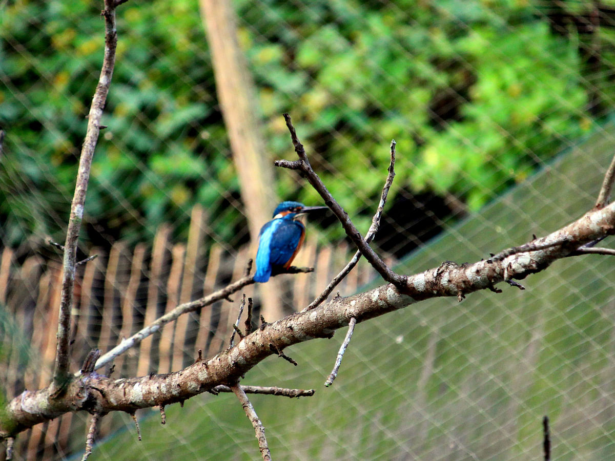 A kingfisher perched on the branch of a tree in Agarpur, Char Samaiya in Bhola on 20 November. Photo: Neyamatullah