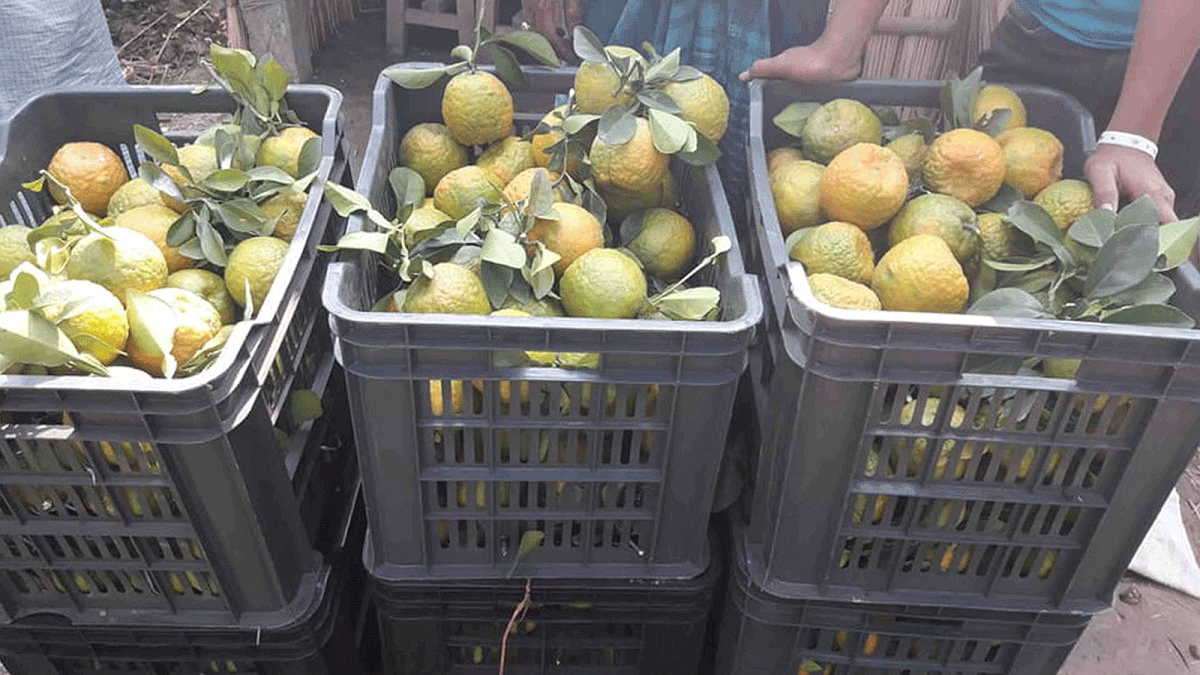 Oranges harvested from Natore to be sold in the market on 24 November. Photo: Muktar Hossain