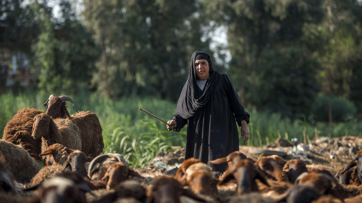 An Egyptian woman guides a flock of sheep grazing by a road in the village of Shamma in Egypt`s northern Nile delta province of Menoufia, on 24 November 2018. Photo: AFP