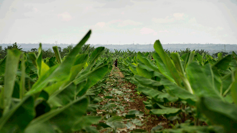 A picture taken in a banana farm close to the town of Caxito, set up by Angolan agro-livestock group Novagrolider, in Bengo Province, about 60Km from the Capital, Luanda on 14 November 2018, shows growing bananas plants. The bananas are grown on a commercial scale, for both export and local consumption. Photo: AFP