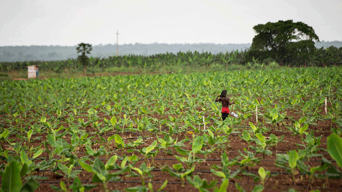 A worker walks through a field of young plants in a banana farm close to the town of Caxito, set up by Angolan agro-livestock group Novagrolider, on 14 November 2018, in Bengo Province, about 60Km from the Capital, Luanda. Photo: AFP