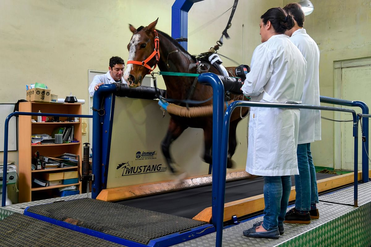 Researchers of the Genetics Veterinary Institute (IGEVET) make tests to a polo horse at La Plata University in La Plata, Argentina, on 06 November 2018. Researchers in Argentina seek to identify the genome of the Argentine polo horse, considered as the best in the world. Photo: AFP