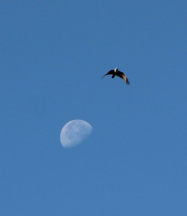 A hawk soaring high. Harua, Kishoreganj on 28 November. Photo: Tafsilul Aziz