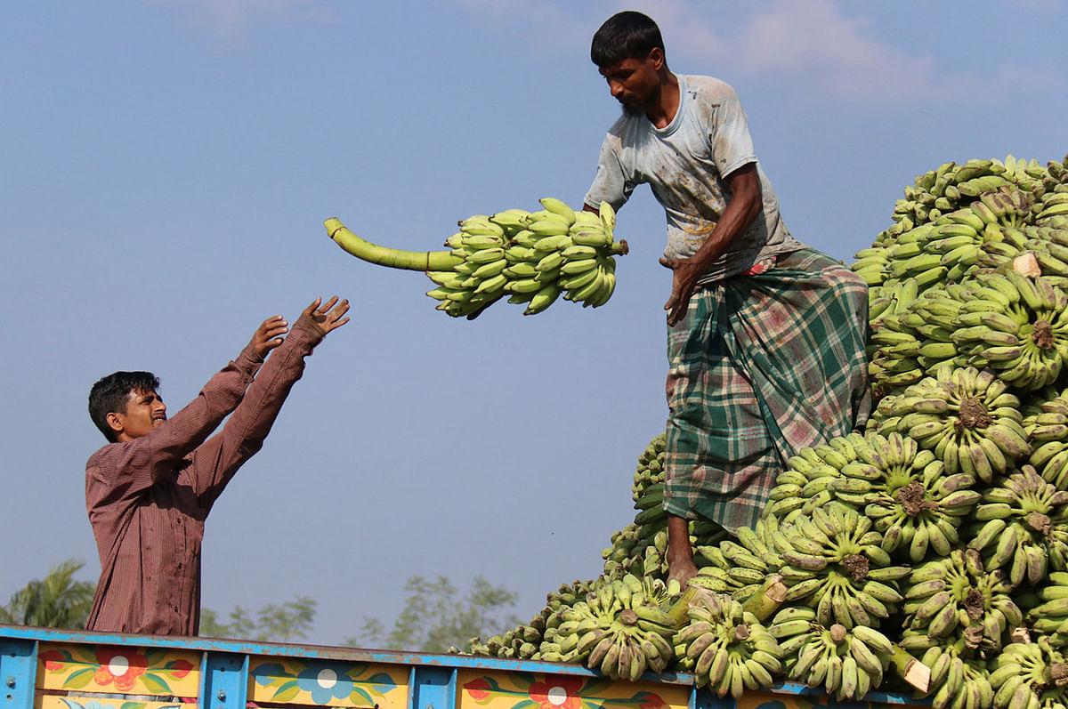 Bananas purchased from the farmers at the hills are being loaded by the traders on trucks. Bananas sell at Tk 50 to 350. Nicher Bazar, Khagrachhari on 26 November. Photo: Nerob Chowdhury