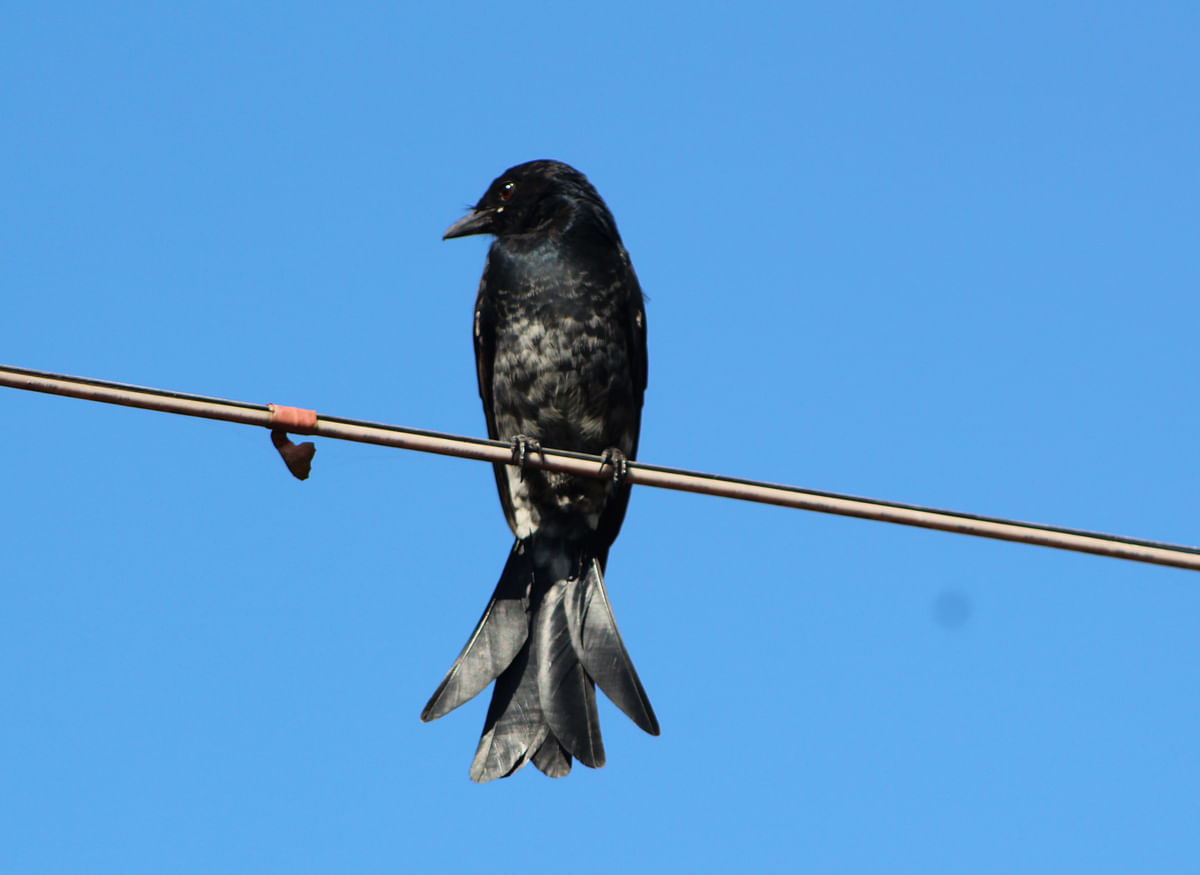 A black drongo perched on a cable in Boila, Kishoreganj on 28 November. Photo: Tafsilul Aziz