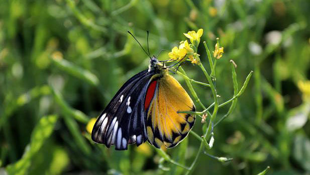 A butterfly forages honey on a mustard flower on 29 November. Adarsha Sadar upazila, Cumilla. Photo: Emdadul Haque.