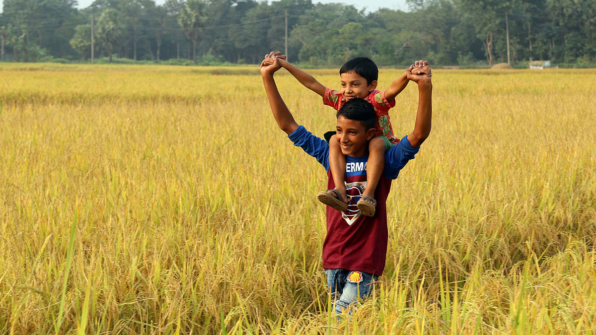 A young boy walks though rice fields carrying a child on his shoulders in Chhotrokhil village, Amratoli Union, Adarsha Sadar Upazila in Cumilla. A recent photo by Emdadul Haque