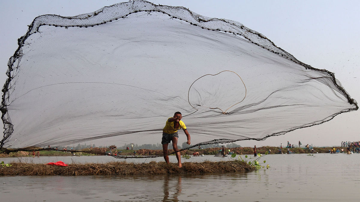 A fisherman casts his net in the shallow waters of a bil at Patulipara, Bhangura, Pabna, 1 December. Photo: Hasan Mahmud