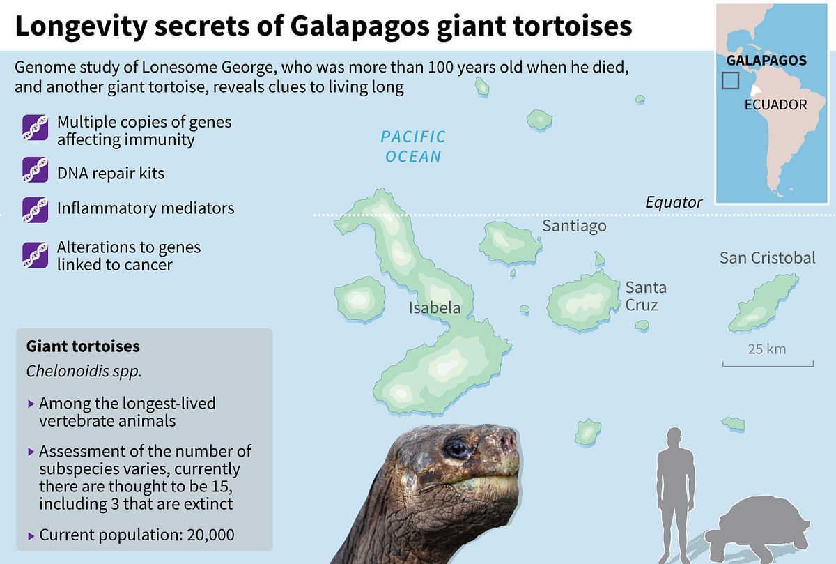 Graphic on the giant tortoises on the Galapagos islands. Photo: AFP