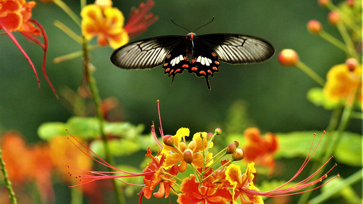 A butterfly and flowers at sadar upazila, Rangamati on 6 December. Photo: Supriya Chakma