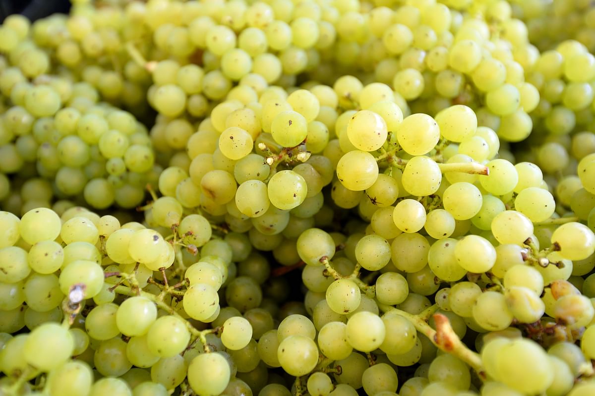 In this file photo taken on October 12, 2015 Bacchus grapes ready to be processed at the wine department of Plumpton College in East Sussex on October 12, 2015. With climate change pushing up temperatures, English winemakers are rubbing their hands as their sparkling wines start to give top champagnes a run for their money. Photo: AFP