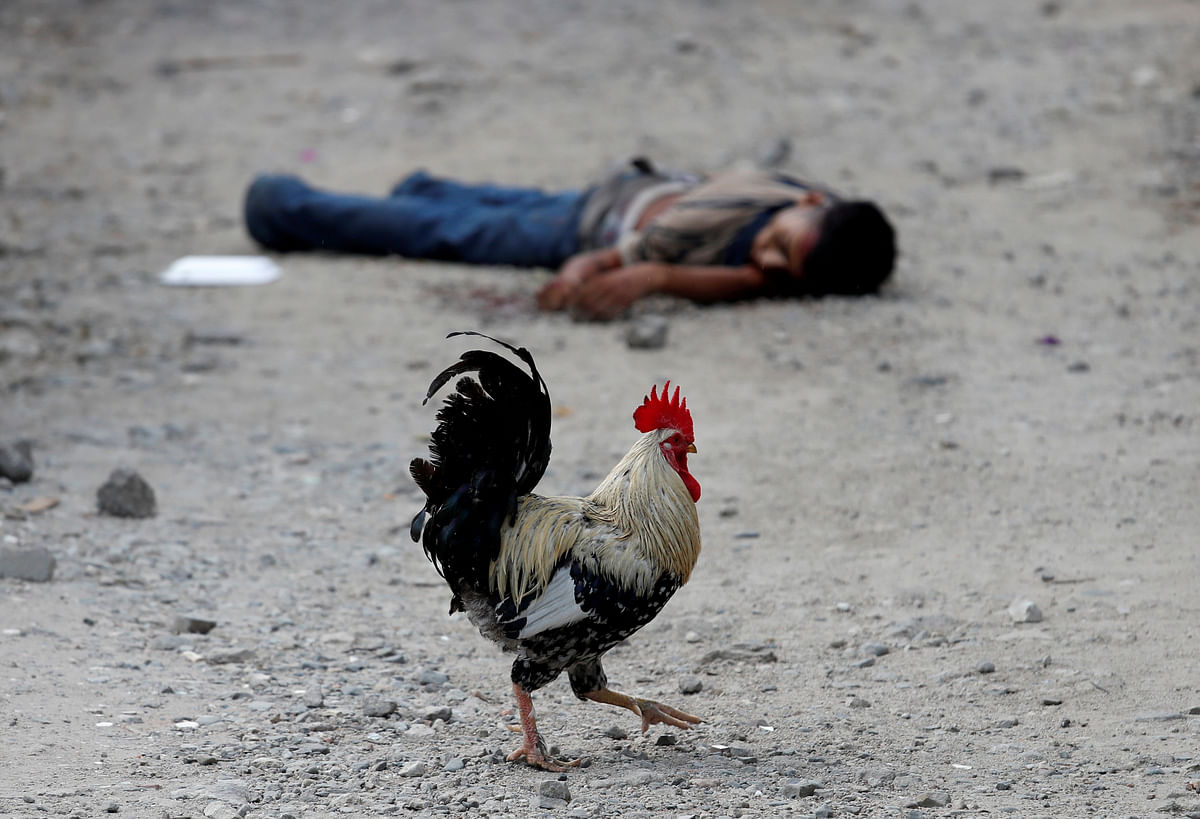 A rooster walks past the dead body of an Barrio-18 gang member in San Pedro Sula, Honduras, 28 September 2018. Photo: Reuters