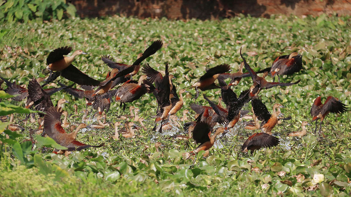 Migratory birds in the swamp at Chandipur, Sylhet on 6 December. Photo: Anis Mahmud