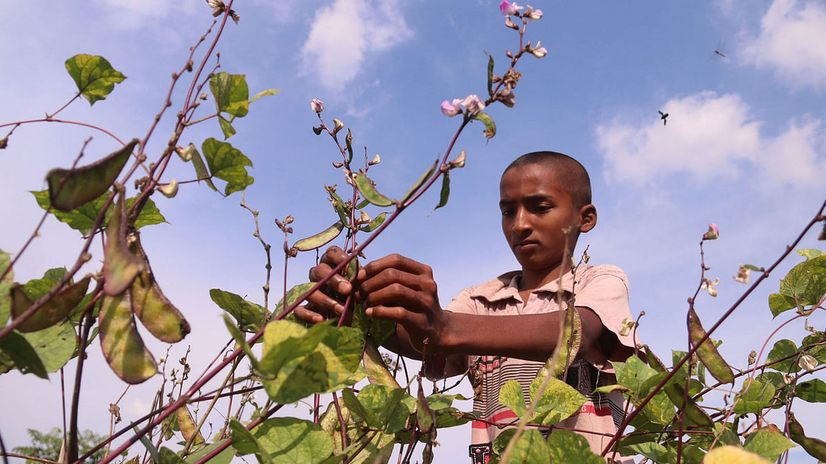 A boy tending to a bean plant in Bilpar, Dakshin Surma, Sylhet on 5 December. Photo: Anis Mahmud
