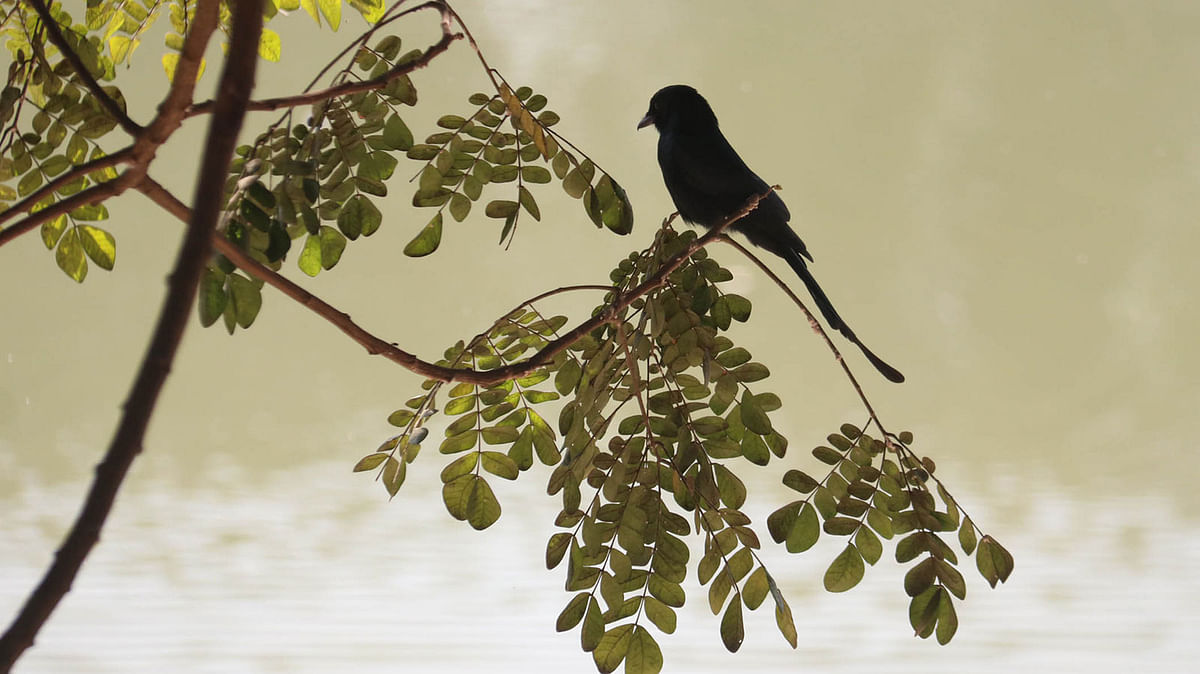 A black drongo perched on a branch by the river at Kin Bridge, Sylhet on 6 December. Photo: Anis Mahmud