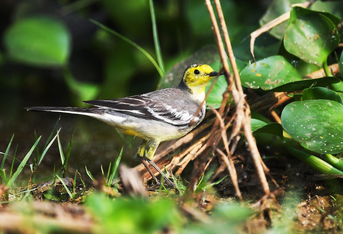 A citrine wagtail is seen at the Mangalajodi bird sanctuary around 65 kilometres south of Bhubaneswar on 7 December, 2018. Photo: AFP