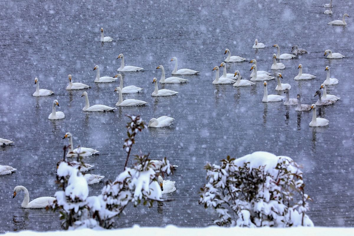Wild swans glide across the lake of the Yinghuahu Park during snowfall in Rongcheng in China`s eastern Shandong province on 7 December, 2018. Photo: AFP